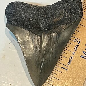 May include: A fossilized shark tooth with a dark gray root and a light gray, serrated blade. The tooth is positioned next to a wooden ruler marked in inches, with the text "MADE IN USA".