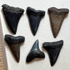 Fossil Mako-tand