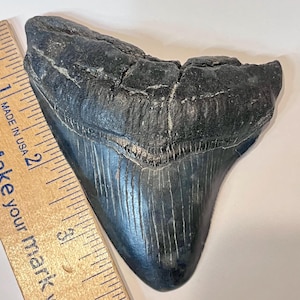 Auténtico diente fósil patológico de Megalodón