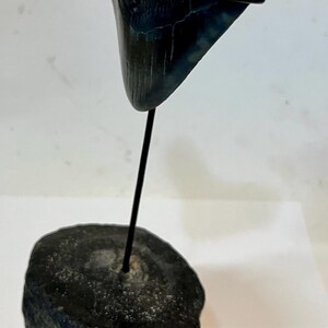 Pu&ograve; includere: Un dente di squalo fossilizzato scuro montato su una sottile asta di metallo nero, ancorata a una base cilindrica in pietra nera. Un righello di legno visibile in basso mostra un'altezza totale dell'oggetto di circa 16,5 cm.