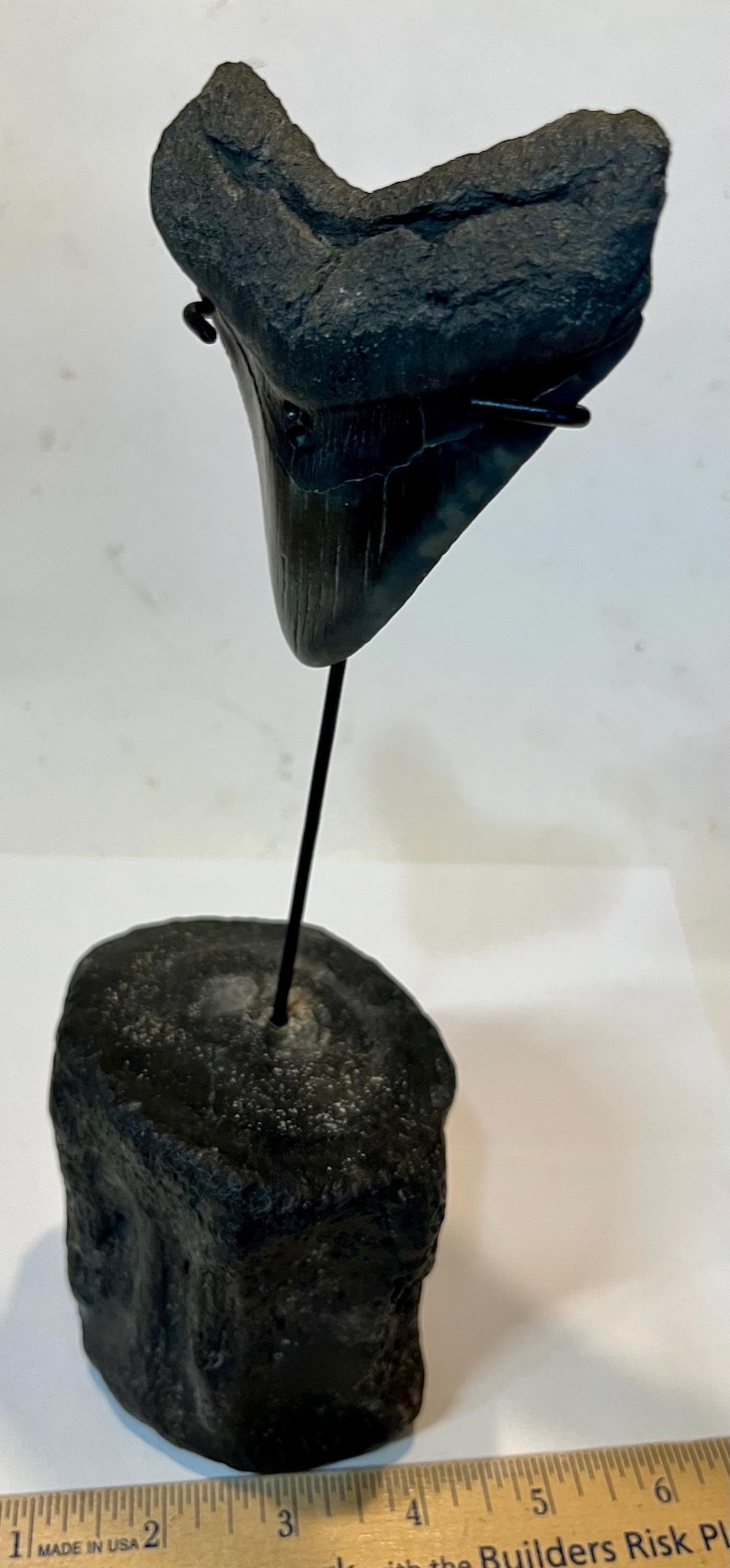 Pu&ograve; includere: Un dente di squalo fossilizzato scuro montato su una sottile asta di metallo nero, ancorata a una base cilindrica in pietra nera. Un righello di legno visibile in basso mostra un'altezza totale dell'oggetto di circa 16,5 cm.