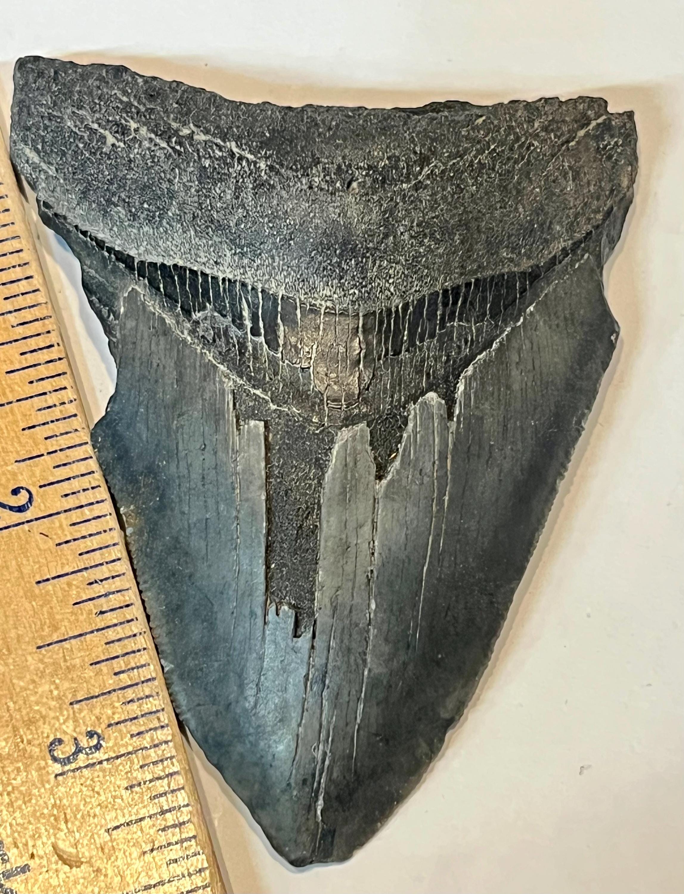 3 5/8” Authentic Megalodon Tooth - Etsy