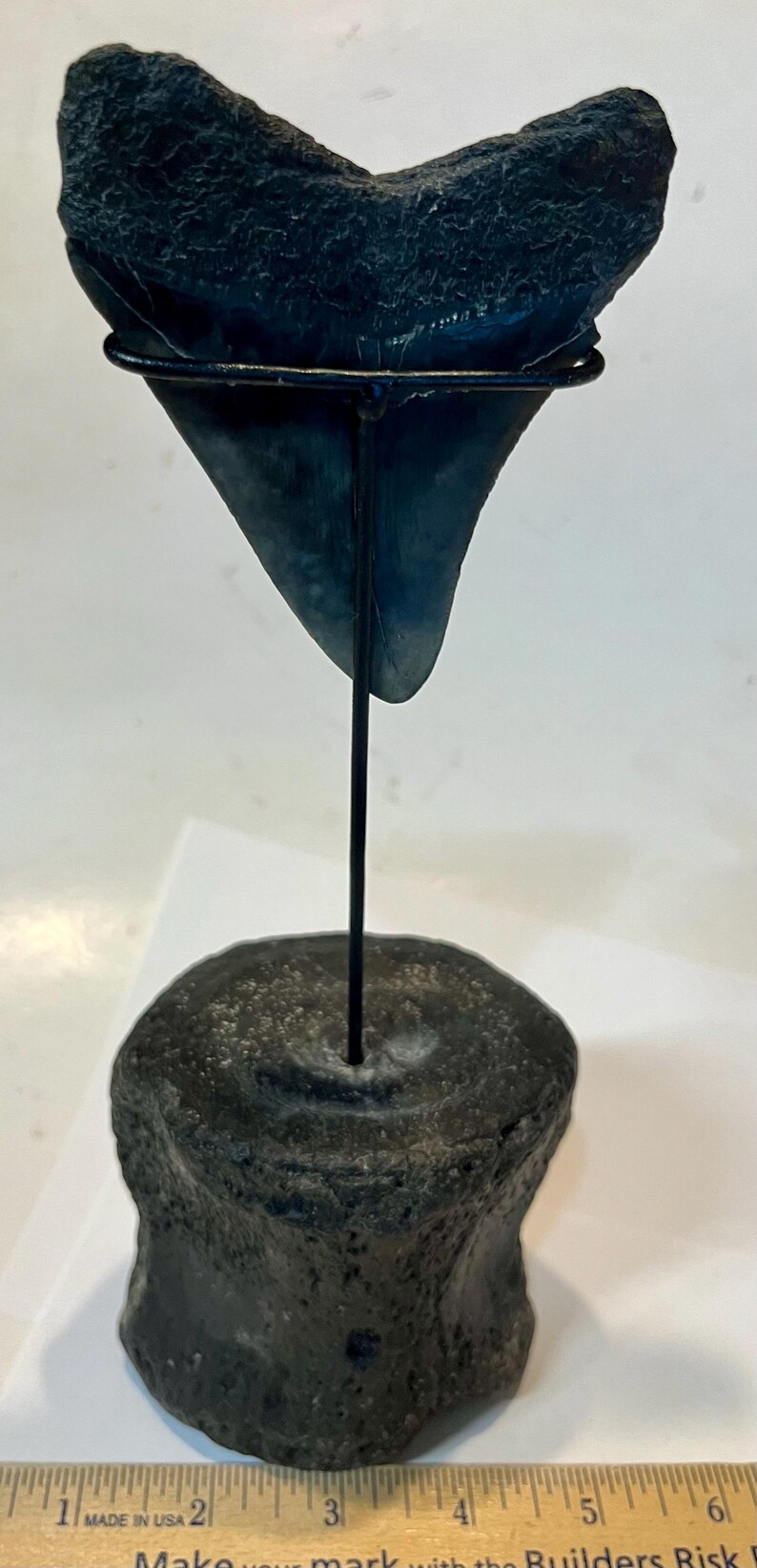 Pu&ograve; includere: Un dente di squalo fossilizzato grigio scuro montato su una sottile asta di metallo nero, inserita in una base cilindrica di vertebra fossilizzata grigio scuro. Un righello di legno &egrave; visibile in basso, mostrando che misura oltre 15 cm di altezza.