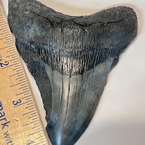 Diente de megalodón fósil auténtico de 4 3/8”