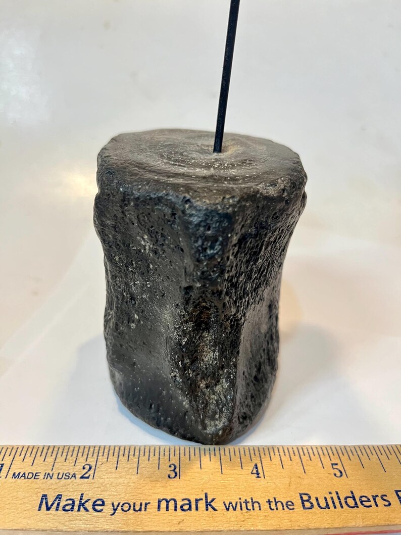 Pu&ograve; includere: Un segmento di osso fossilizzato cilindrico, scuro e poroso, con una superficie ruvida e strutturata. Un'asta metallica nera sottile &egrave; inserita verticalmente al centro della parte superiore. Un righello di legno alla base mostra 7,6 cm di larghezza.