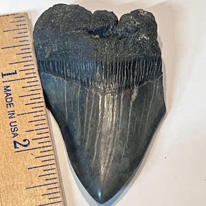 May include: A dark gray fossilized shark tooth with a textured root and a smooth, pointed crown. The tooth is positioned next to a wooden ruler, showing a length of approximately 3 inches from the top of the root to the tip of the crown.