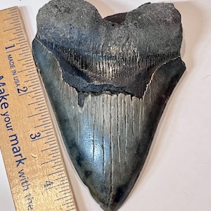 Authentique dent de mégalodon fossile de 4 5/8 po.