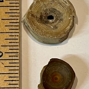 Fossiele haaienwervels