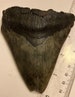 4 1/8” Authentic Megalodon tooth