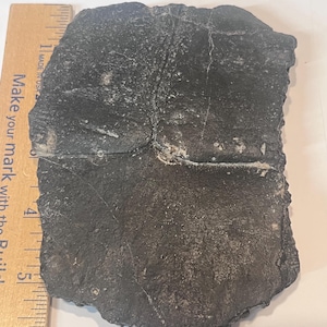 May include: A dark gray, textured fossil fragment with visible surface cracks and irregular edges, positioned next to a wooden ruler that shows the specimen measures approximately 6 inches in length along its longest vertical edge.