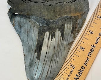 5 5/8” Real Fossil Megalodon tooth