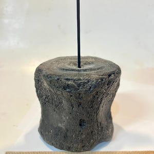 Pu&ograve; includere: Una vertebra fossilizzata porosa di colore grigio scuro montata su una sottile asta di metallo nero. Un righello di legno posizionato alla base mostra che la vertebra ha un diametro di circa 7,6 cm. L'oggetto ha una superficie ruvida e strutturata e una forma cilindrica.