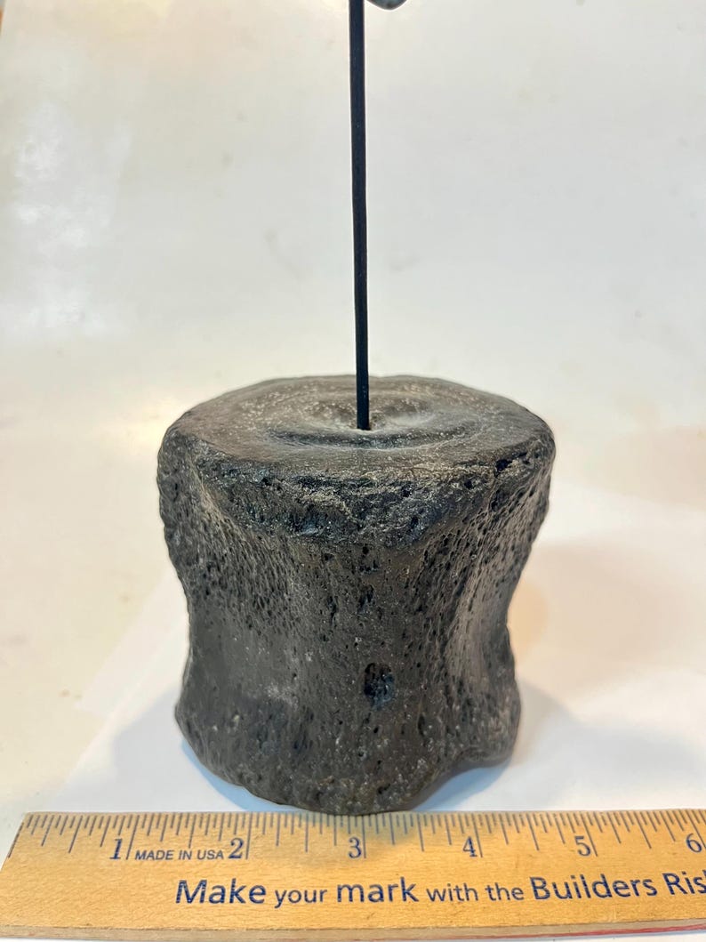 Pu&ograve; includere: Una vertebra fossilizzata porosa di colore grigio scuro montata su una sottile asta di metallo nero. Un righello di legno posizionato alla base mostra che la vertebra ha un diametro di circa 7,6 cm. L'oggetto ha una superficie ruvida e strutturata e una forma cilindrica.