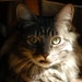 Christopher