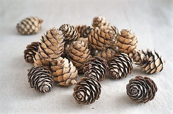 pequeñas pinas pequeñas pinas