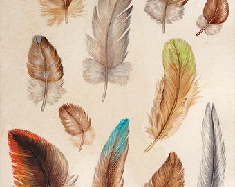 Australian Bird Feathers A3 Print