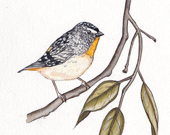 Original Pardalote Bird Painting, Original Watercolour Pardalote by Jennifer Magno