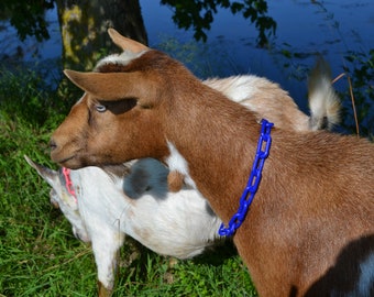 Goat Collar Plastic Chain | Nigerian Dwarf Pygmy Minis Breakaway Safety Feature Durable Easy to Clean | Pink Purple Green Blue Red