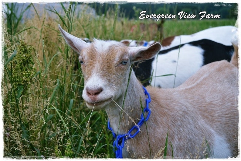 Red Plastic Chain Goat Collars Nigerian Dwarf Pygmy Minis Etsy