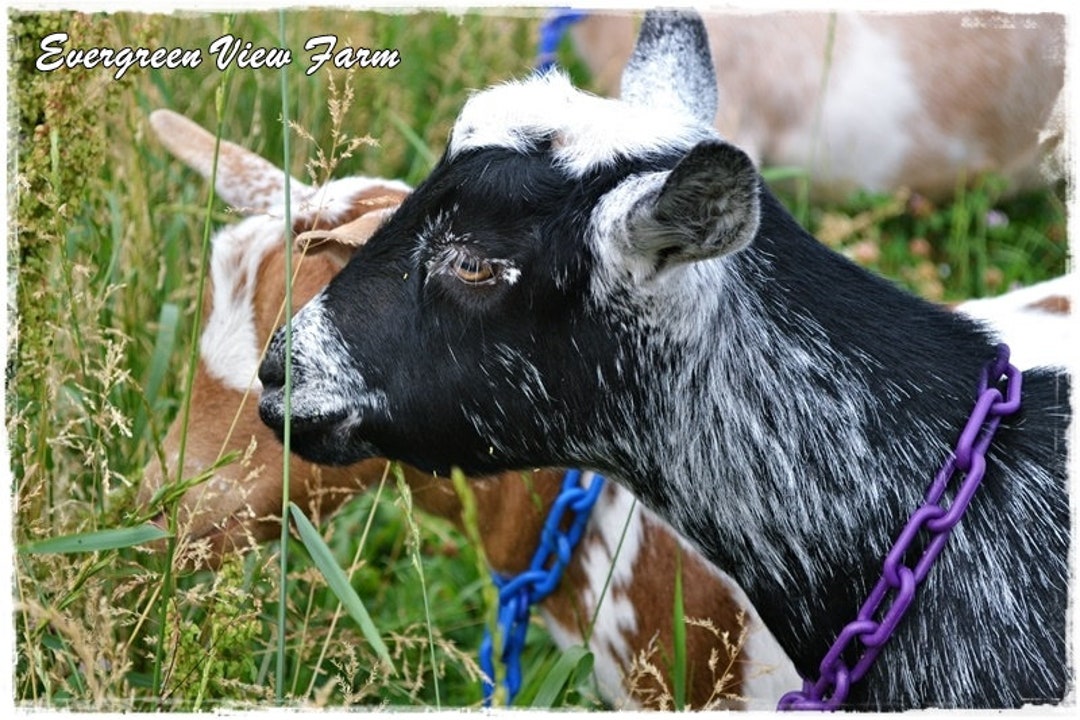 Purple Goat Collars Nigerian Dwarf Pygmy Minis Sheep Plastic Chain