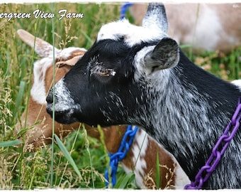Purple Goat Collars | Nigerian Dwarf Pygmy Minis Sheep Plastic Chain Breakaway Safety Durable Easy to Clean | Pink Purple Green Blue Red