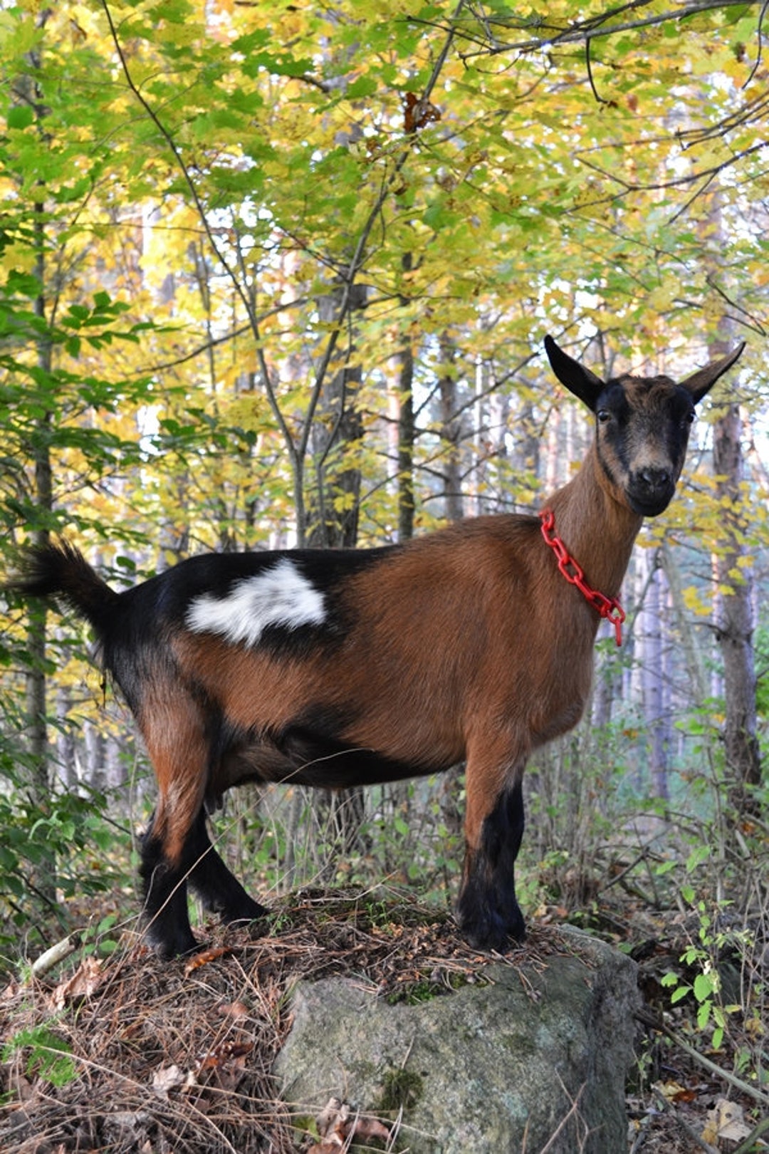 Red Plastic Chain Goat Collars Nigerian Dwarf Pygmy Minis Etsy