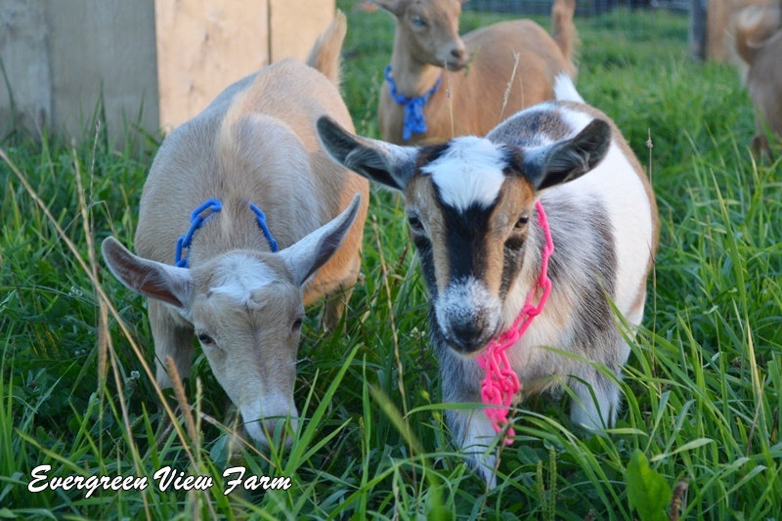 Goat Collars Plastic Chain Animal Nigerian Dwarf Pygmy Minis Etsy
