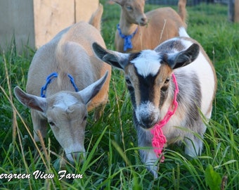 Breakaway Chain Goat Sheep Collars | Safety Feature Durable Easy to Clean | Pink Purple Green Blue Red