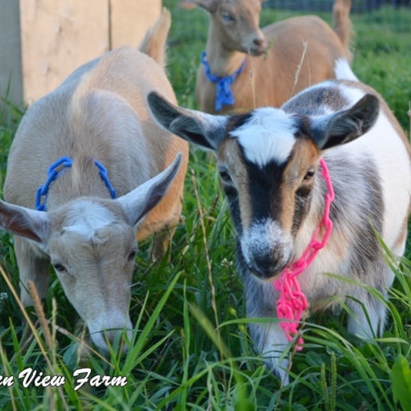 Breakaway Chain Goat Sheep Collars | Safety Feature Durable Easy to Clean | Pink Purple Green Blue Red