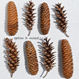 Pinecones Holiday Christmas Home Decor Winter Crafts Wreaths Centerpieces Tablescapes Wildcrafted Natural