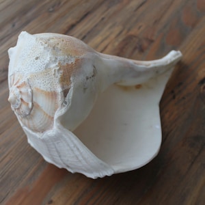 May include: A large, white seashell with a brown and white pattern. The shell has a long, pointed end and a wide, open mouth.