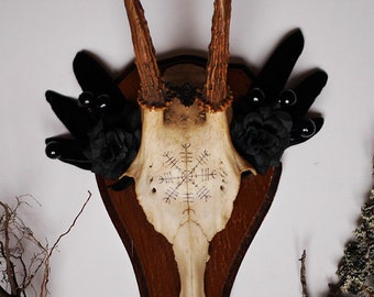 Deer skull ( Ethically sourced ) Wall decor