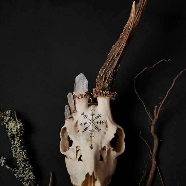 Deer skull ( Ethically sourced ) Wall decor