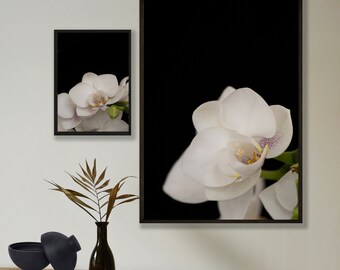 蘭の写真、壁掛けアート、花の壁掛けアート、白い花のアート