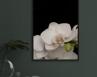 蘭の写真、壁掛けアート、花の壁掛けアート、白い花のアート
