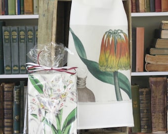 Traditional Flour Sack Dishtowel with your choice of Vintage Artwork by William Curtis (100% cotton, individually wrapped)