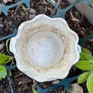 May include: A white ceramic flower pot with a scalloped rim. The interior and rim show signs of use with brown staining. The pot is set among mulch, green netting, and foliage, suggesting outdoor use for gardening.