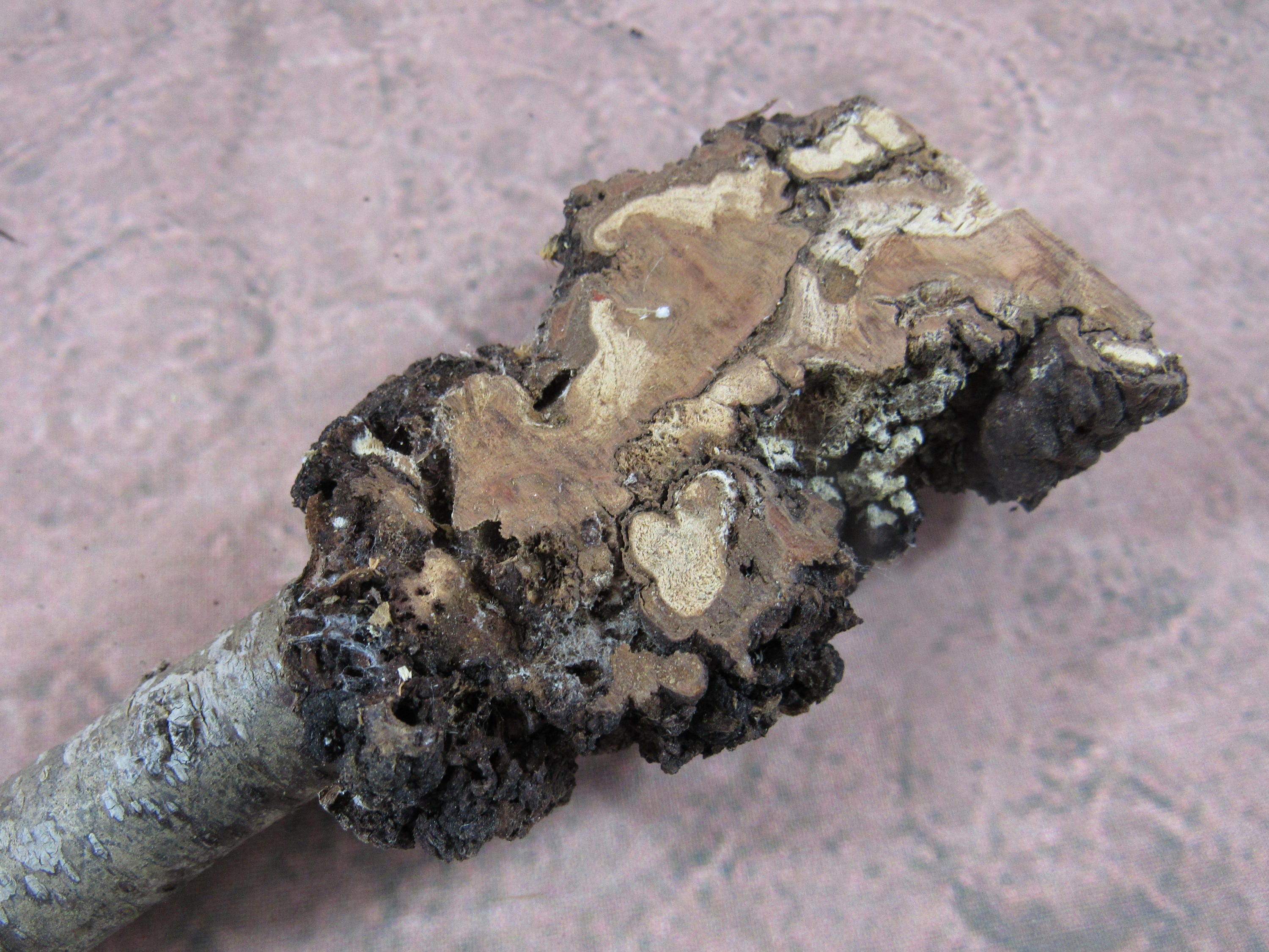 Tree Bark Project Tree Bark Rustic Yard Craft