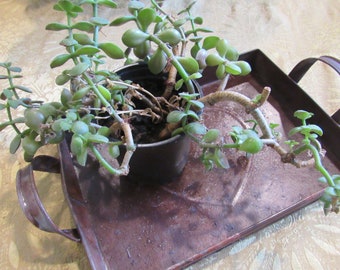 Vintage Metal Miniature Decorative Tray