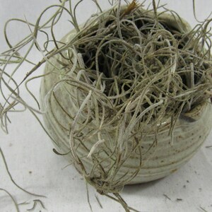 May include: A light green ceramic pot with a textured surface filled with dried air plants.