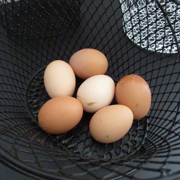 Plastic Coated Wire Basket Eggs Wildflowers Herbs Foraging Basket Gift Basket