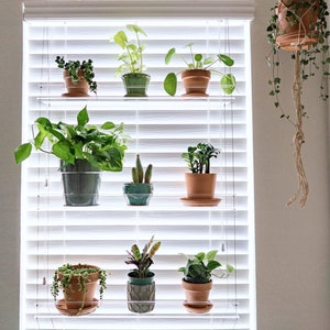 May include: A white window with a clear shelf system holding various potted plants. The plants include a variety of greenery, succulents, and cacti. The window is set against a white wall.