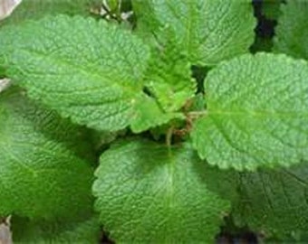 Zesty Lemon Balm Perennial Herb Plant