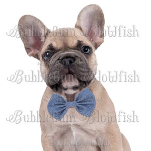 Mignon chiot bouledogue français bouledogue français bleu noeud papillon fichier PNG individuel à télécharger la taille réelle du fichier est d'environ 1500 x 1500