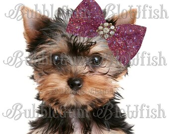 yorkies with bows