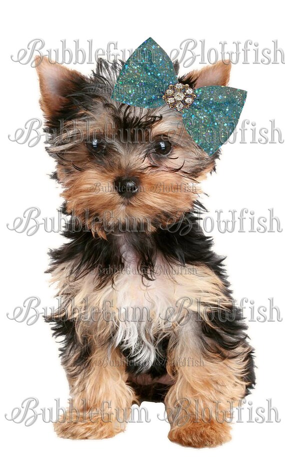 yorkie with bow