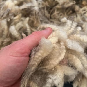 May include: Close-up of raw, unprocessed wool fibers. The wool is a mix of cream, tan, and gray colors, with a soft, fluffy texture. The fibers are held in a hand, showing the natural crimp and bulk of the wool.