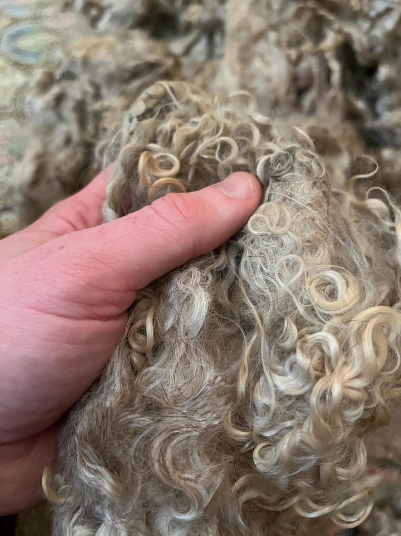 Wool Unprocessed 3lb Box Mohair for Spinning : Mohair Fleeces, Silver Wool, Raw Wool ...