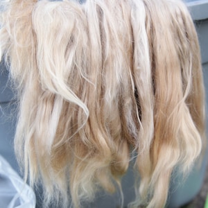 May include: Close-up of a bundle of light blonde hair fibers, possibly for crafting or textile use. The fibers are wavy and have a soft, natural appearance. They are arranged in a gray plastic tub.
