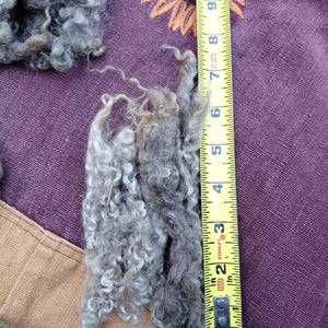 discount Wensleydale Silver Locks, 6 ounce bag, 8 inch clean locks, beautiful washed Wensleydale long wool locks, lock spinning long wool
